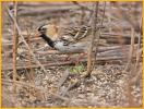 Harris's Sparrow