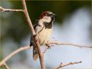 House Sparrow