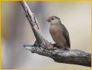 Juvenile<BR>Java Sparrow