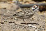 Lark Sparrow