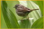 Lincoln's Sparrow
