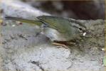 Olive Sparrow