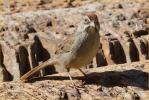 Interior<BR>Rufous-crowned Sparrow