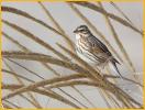 Ipswich <BR>Savannah Sparrow