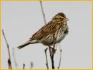 Savannah Sparrow