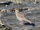 Savannah Sparrow