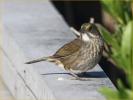 Atlantic<BR>Seaside Sparrow