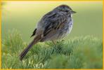 Pacific Northwest <BR>Song Sparrow