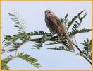 Southwest<BR>Song Sparrow