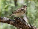 Vesper Sparrow