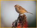 First Winter East Taiga<BR>White-crowned Sparrow