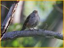 First Winter Pacific<BR>White-crrowned Sparrow