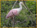 Juvenile<BR>Roseate Spoonbill