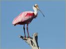 Roseate Spoonbill