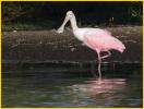 Second Year<BR>Roseate Spoonbill