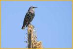 Nonbreeding <BR>European Starling