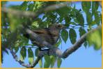 Juvenile <BR>European Starling