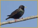 European Starling