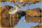 Black-necked Stilt Chick