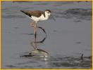 Juvenile <BR>Black-necked Stilt