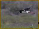 Hawaiian <BR>Black-necked Stilt