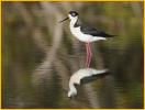 Black-necked Stilt