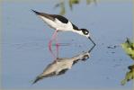 Female<BR>Black-necked Stilt