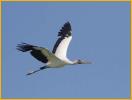 Second Year<BR>Wood Stork
