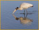 Juvenile<BR>Wood Stork