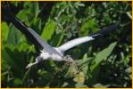 Wood Stork