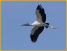 Wood Stork