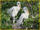 Woodstork Chicks
