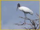 Woodstork