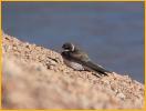 Bank Swallow