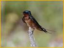 Barn Swallow