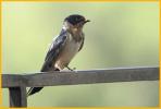 Mexican Cliff Swallow