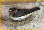 Northern Cliff Swallow