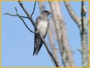 Northern Rough-winged Swallow