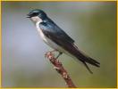 Tree Swallow