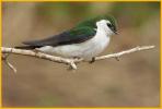 Violet-green Swallow