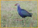 First Winter<BR>Grey-headed Swamphen