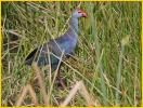 Grey-headed Swamphen