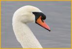 Mute Swan