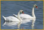 Pair of Mute Swans