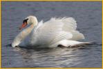 Mute Swan