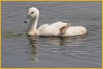Mute Swan Cygnet