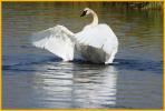 Trumpeter Swan