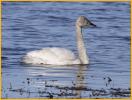 First Summer <BR>American Tundra Swan
