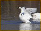 American Tundra Swan