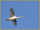 First Year<BR>American Tundra Swan